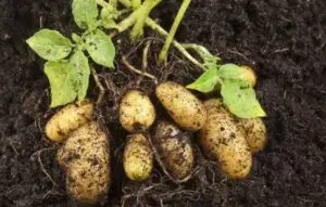 pommes de terre nouvelles