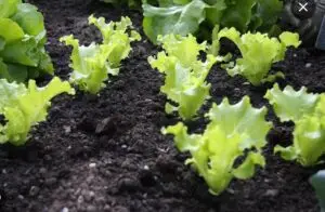 Aménager son potager bio