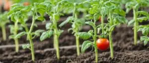 Plants de tomates