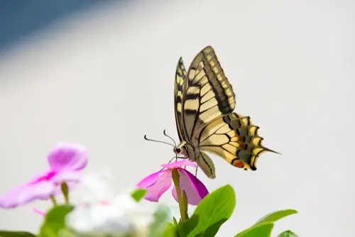 Papillon sur un fleur