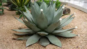 Agave Havardiana