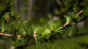 Mélèze endémique d'un jardin de montagne