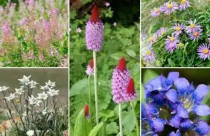 Comment aménager un jardin de montagne ?