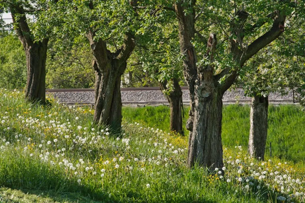 Tendance jardinage 2025