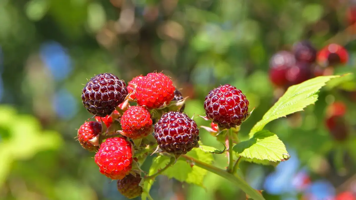 Framboises mûres sur un framboisier avant la taille