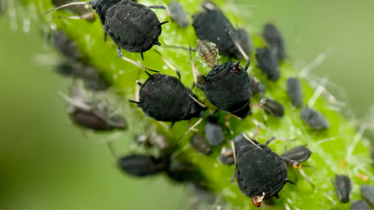 Pucerons sur une plante nécessitant un traitement anti pucerons