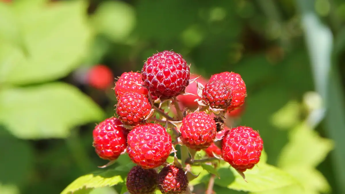 Taille du framboisier : tiges à conserver après la coupe