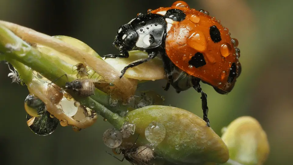 Coccinelle mangeant des pucerons - traitement anti pucerons naturel
