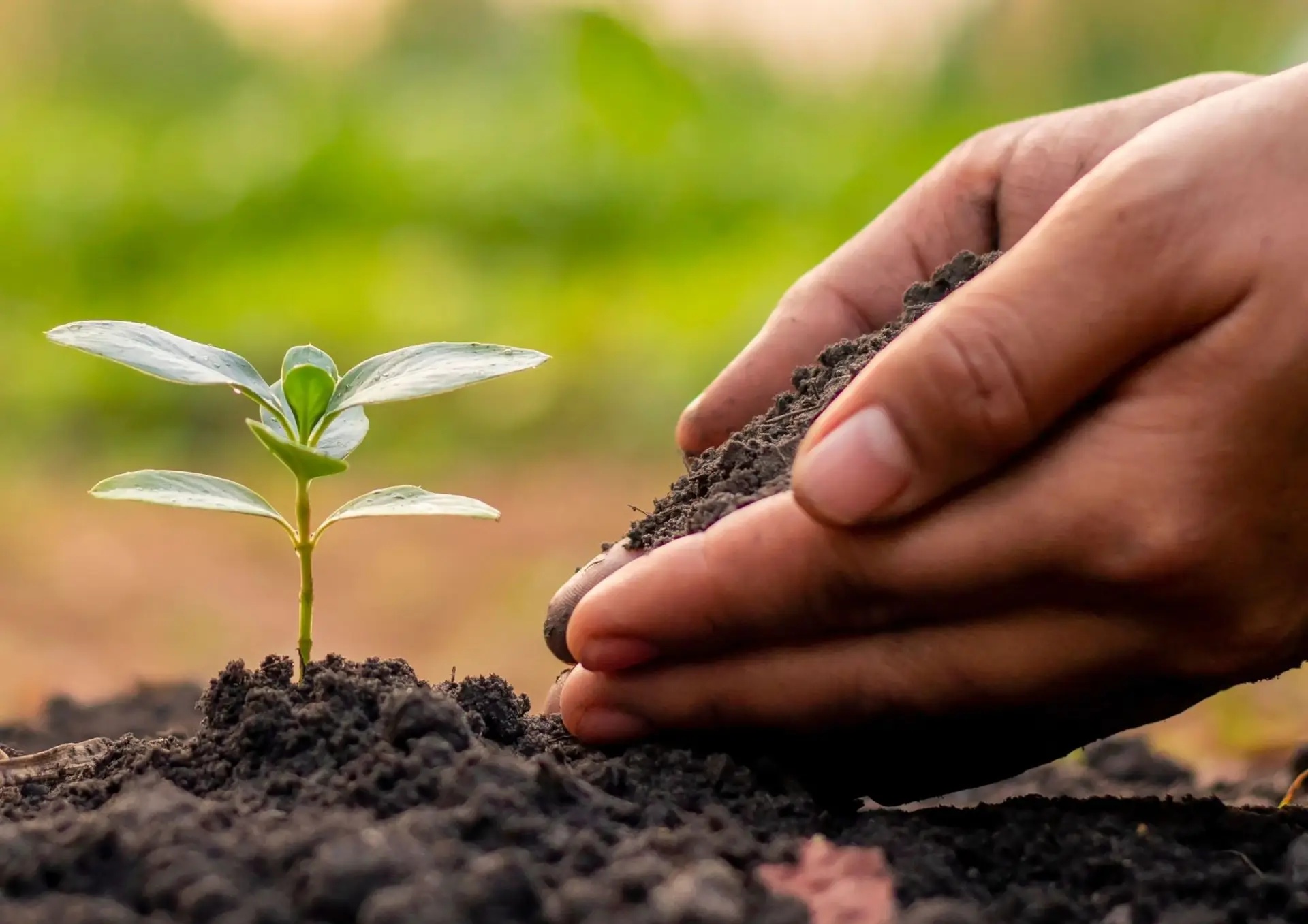 Technique jardinage : mains plantant une jeune pousse dans le terreau
