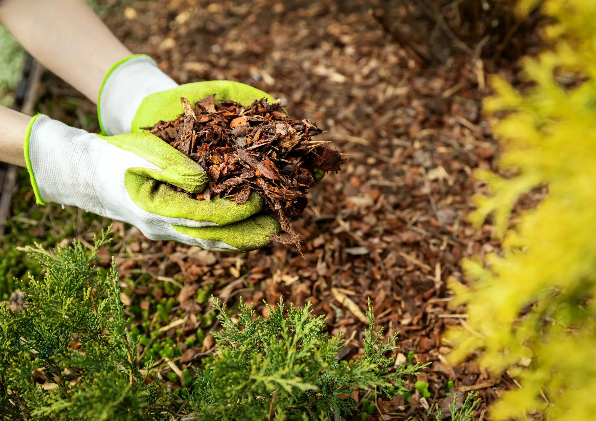 Technique jardinage : paillage pour protéger les plantes du jardin