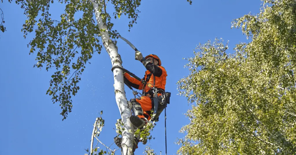 Guide taille & élagage des arbres et arbustes
