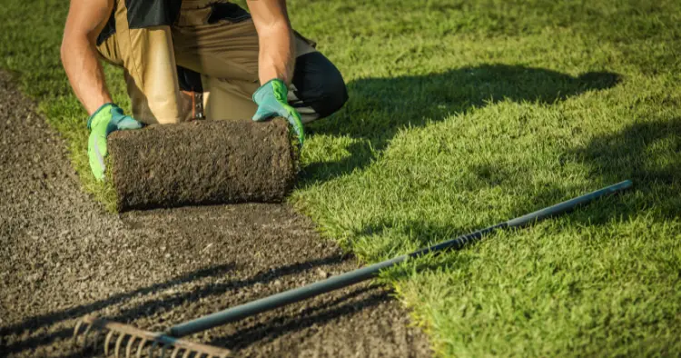 Jardinier professionnel qui pose des rouleaux de gazon sur un terrain préparé
