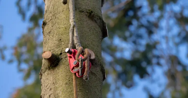 Tronc d'arbre avec matériel d'élagage professionnel