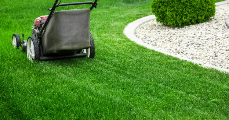 Beau gazon vert et dense bien entretenu après une tonte régulière