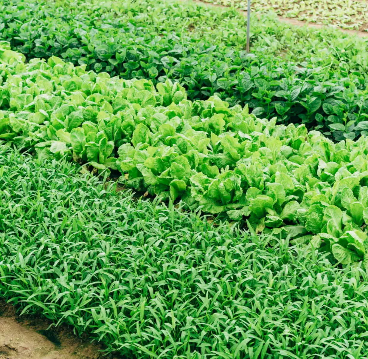 Potager : rangées de légumes bien organisées dans un jardin