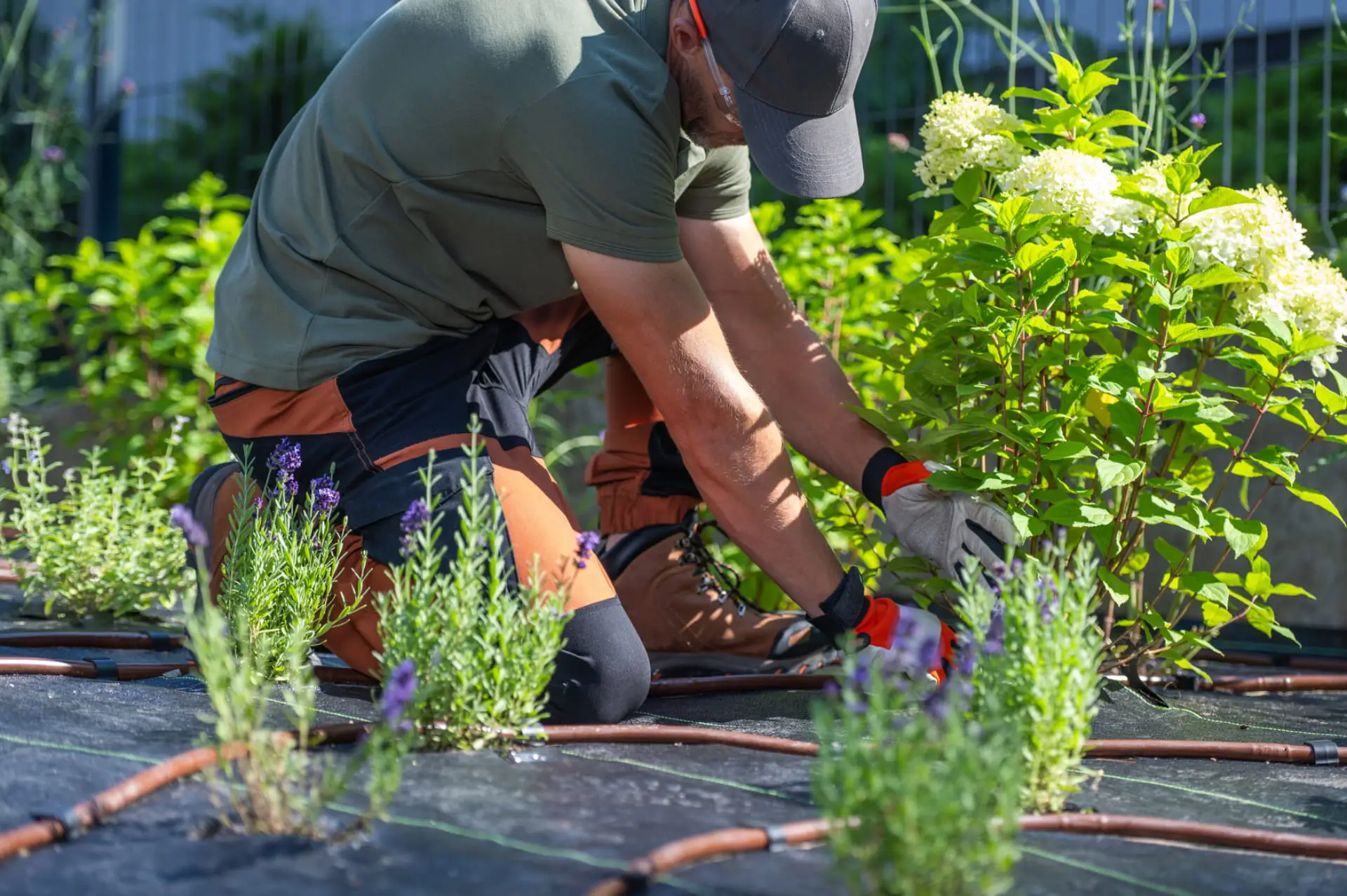 Cultiver et entretenir les plantes du jardin : soins et entretien des végétaux