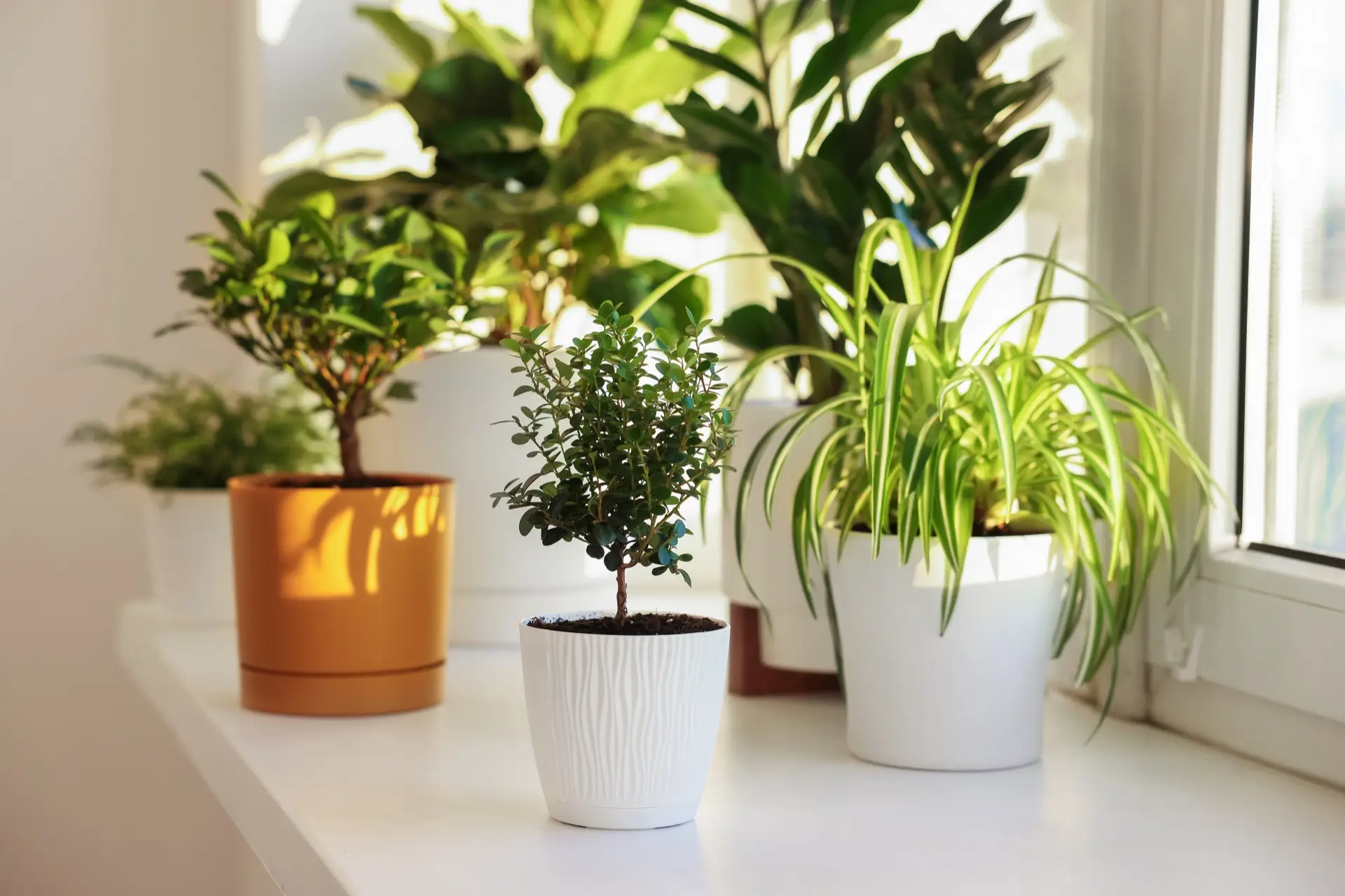 Les différentes plantes pour décorer votre intérieur 
