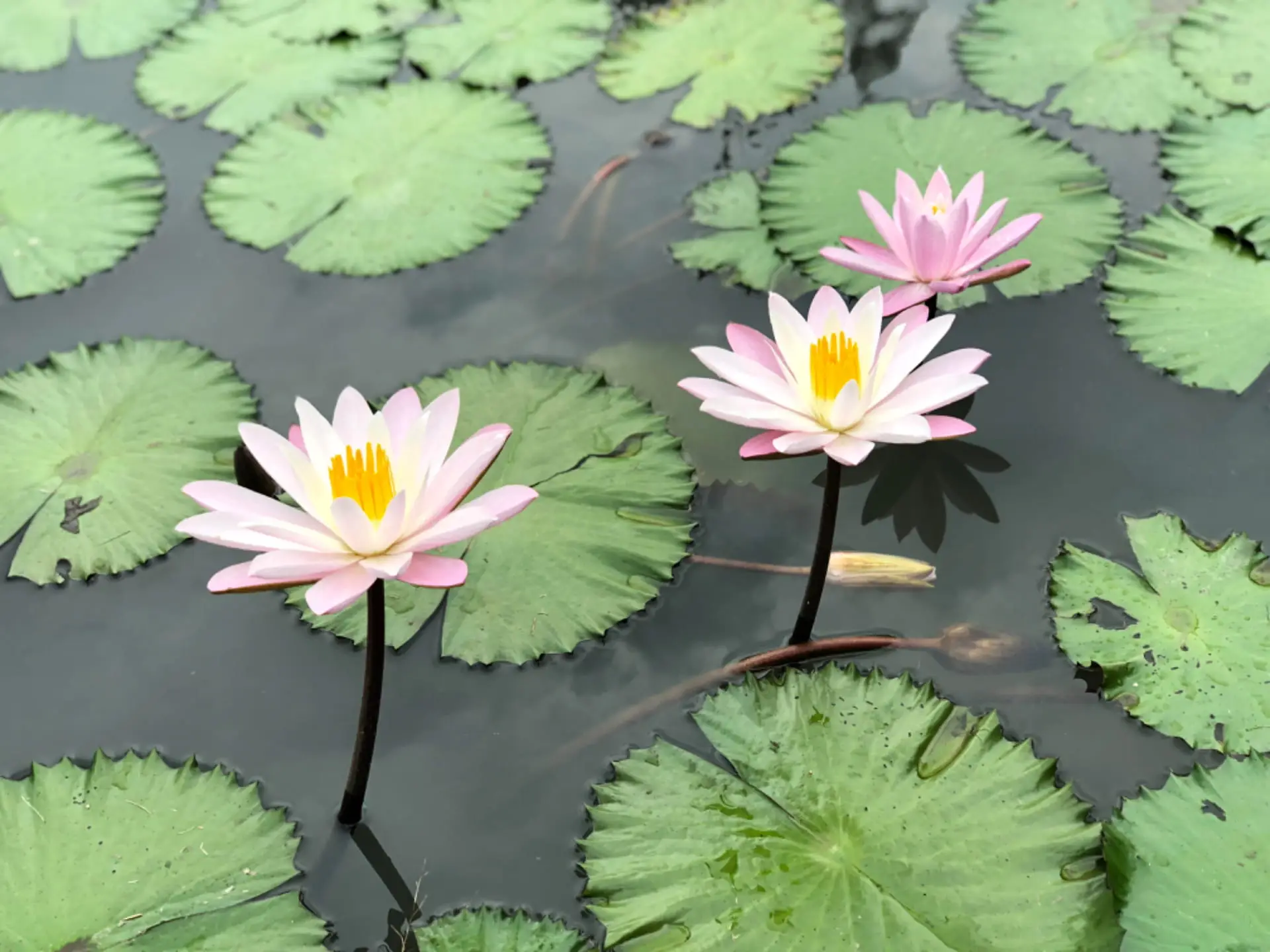 fleur de lotus dans un bassin de jardin aménagé par un jardinier professionnel