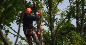 Soins aux arbres : taille, traitement et entretien par des pros