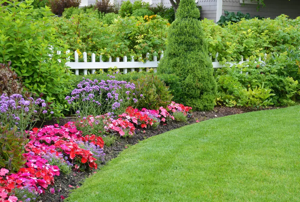 Massif fleuri de printemps après nettoyage Beau massif de printemps avec floraisons - résultat d'un nettoyage de jardin réussi