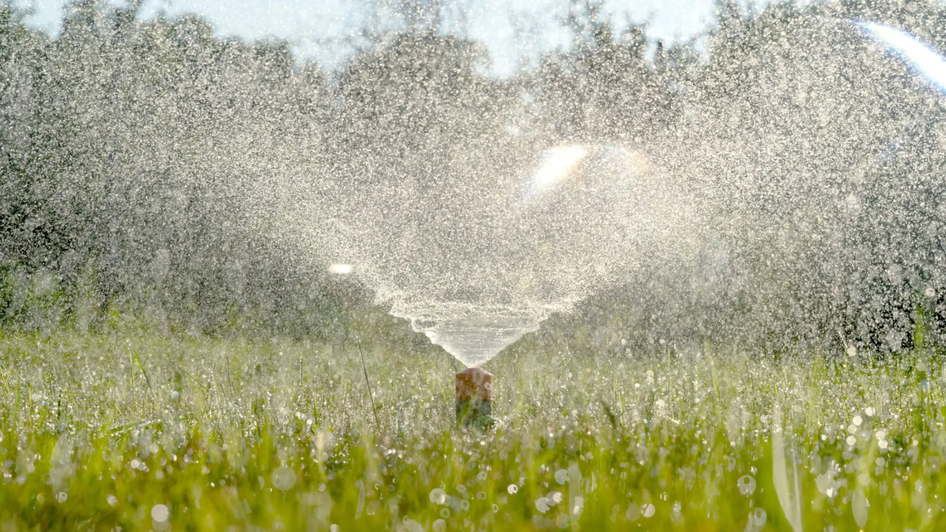 Bien arroser son jardin : système d'arrosage automatique et écologique