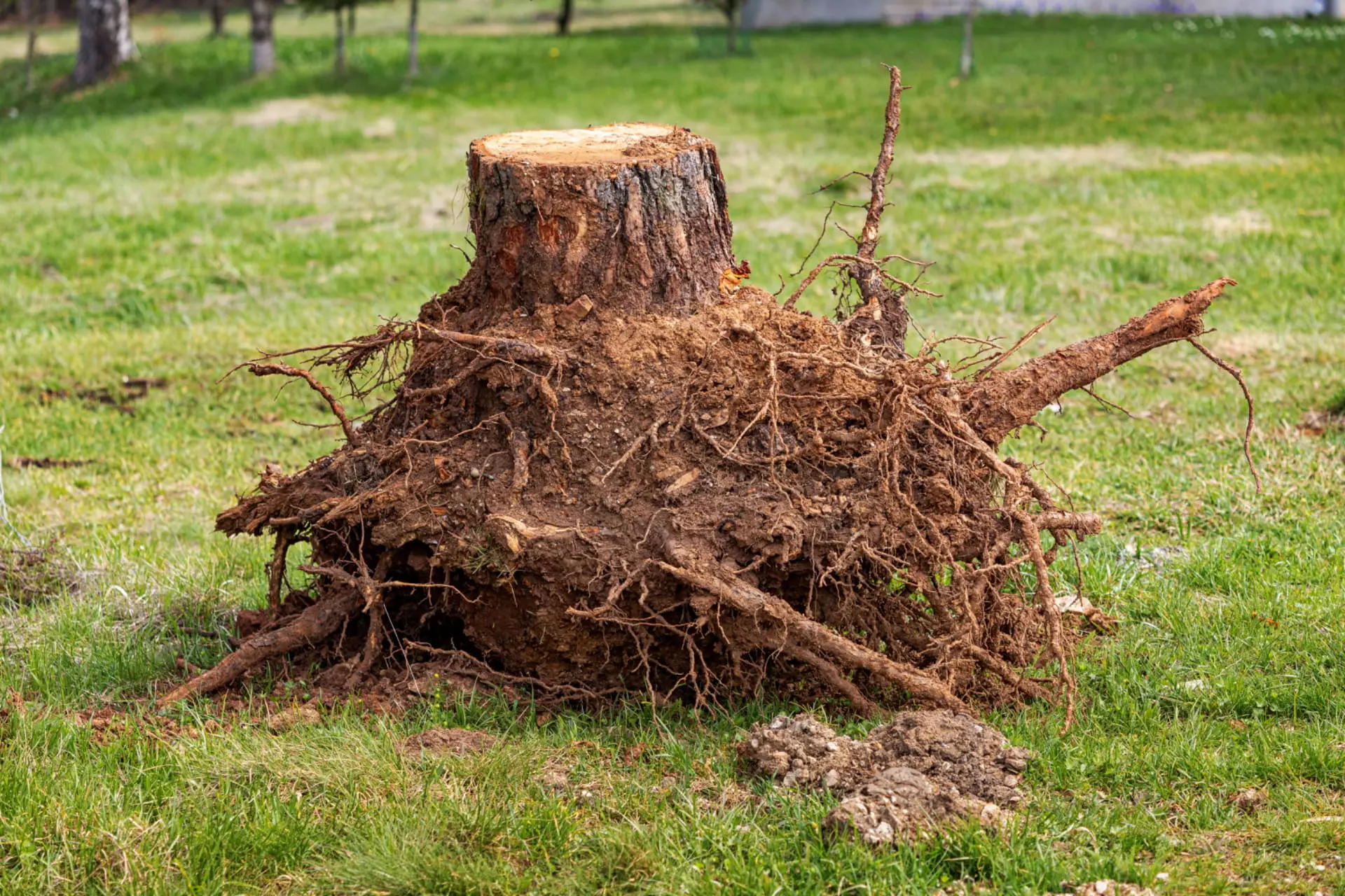 Dessouchage d'arbre : souche déracinée dans un jardin Dessouchage d'arbre : souche déracinée et extraite du jardin