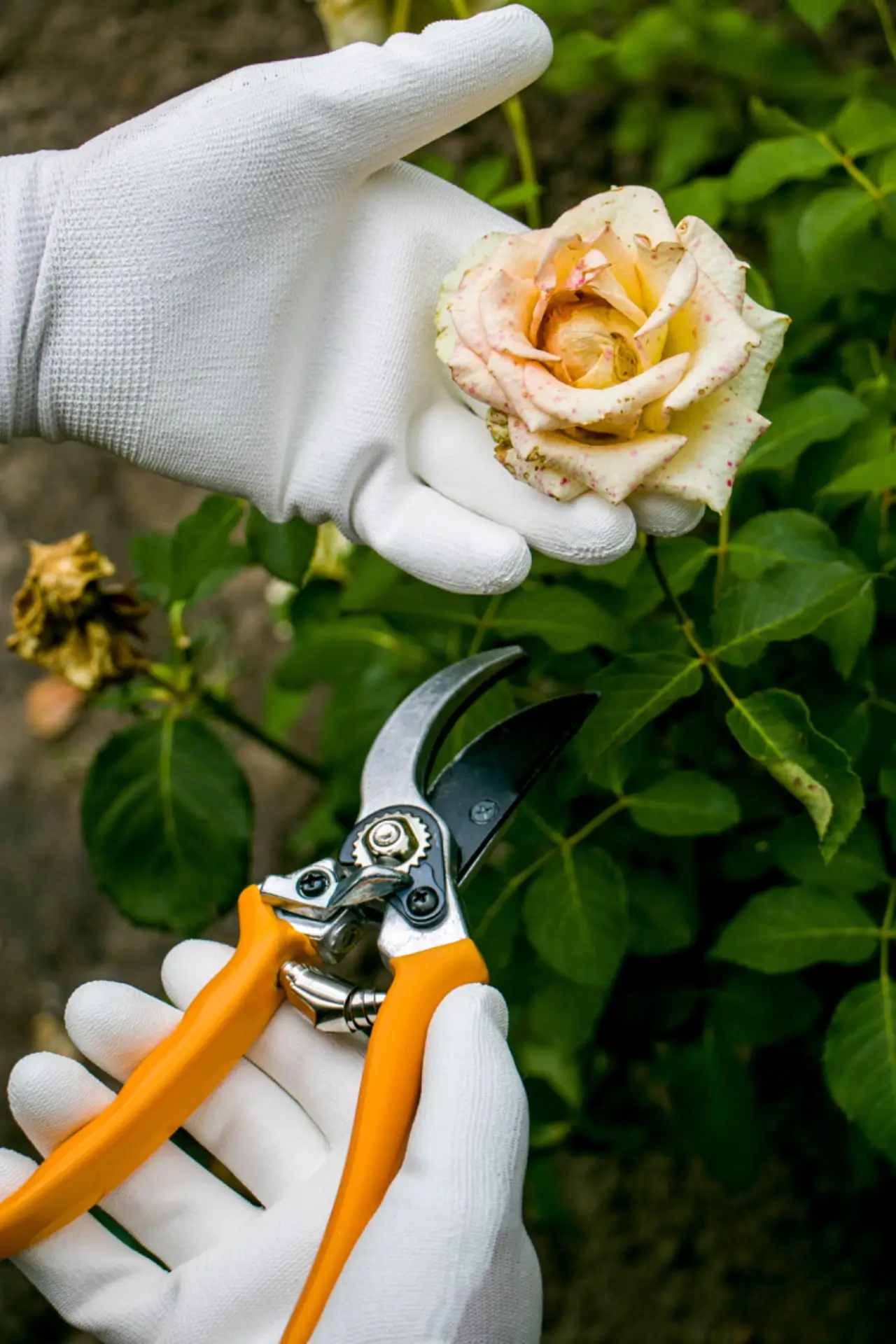 Taille des rosiers au sécateur Taille des rosiers au sécateur : coupe en biais au-dessus d'un œil