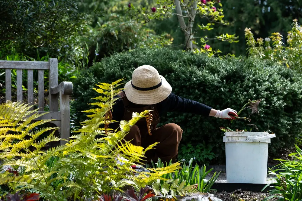 Taille au sécateur lors du nettoyage de printemps Personne en train de tailler un arbuste au sécateur - nettoyage de jardin au printemps