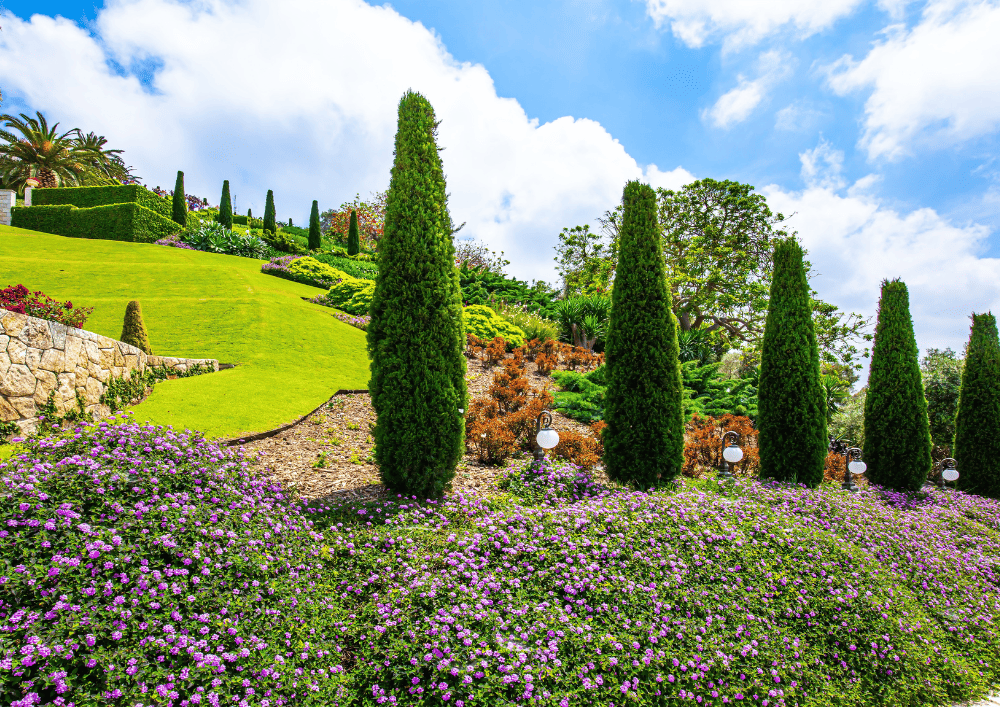 Jardin méditerranéen avec oliviers, lavandes et pierres sèches - style adapté au climat sec parmi les styles de jardins
