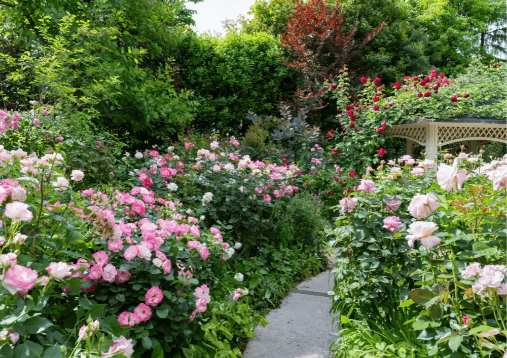 Jardin à l'anglaise foisonnant avec massifs de vivaces et rosiers - style romantique parmi les styles de jardins