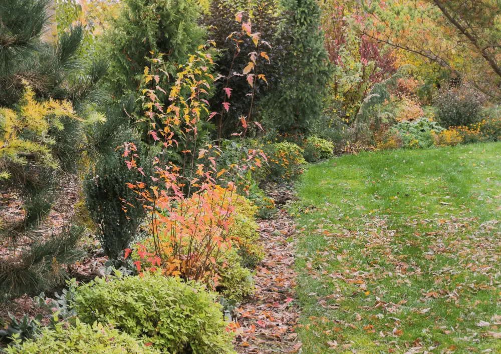Pelouse et allées recouvertes de feuilles mortes - nécessité d'un ramassage de feuilles régulier