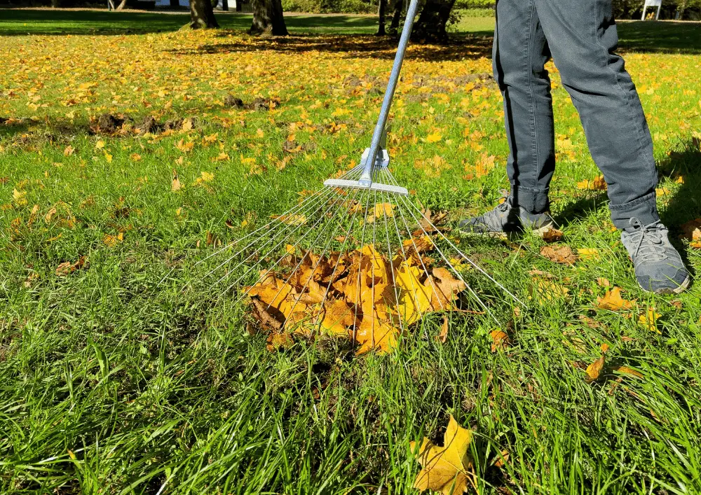 Gros plan sur le ramassage de feuilles mortes par un jardinier - matériel professionnel et savoir-faire