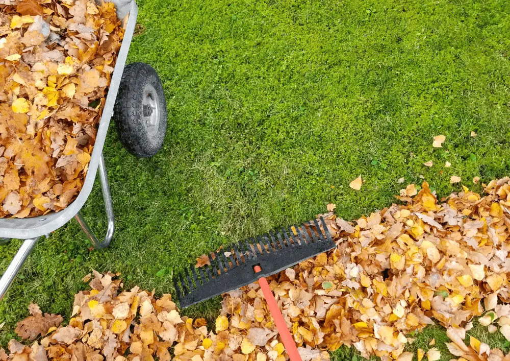 Ramassage de feuilles mortes par un jardinier professionnel CMonJardinier