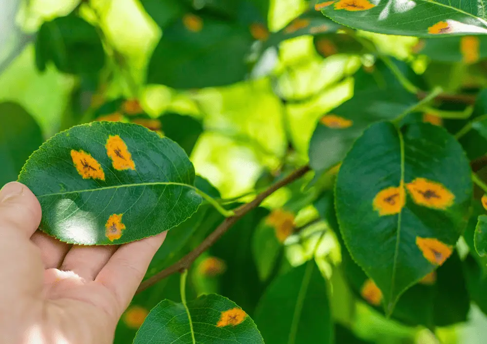 Feuilles malades avec taches jaunes Feuilles présentant des taches jaunes - reconnaître les maladies des plantes du jardin