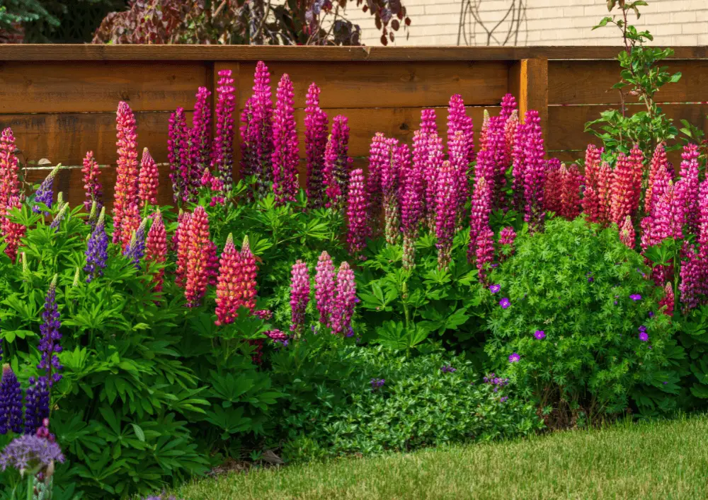 Fleurs de lupin en pleine floraison Fleurs de lupin en pleine floraison - exemple de plante vivace typique des plantes du jardin