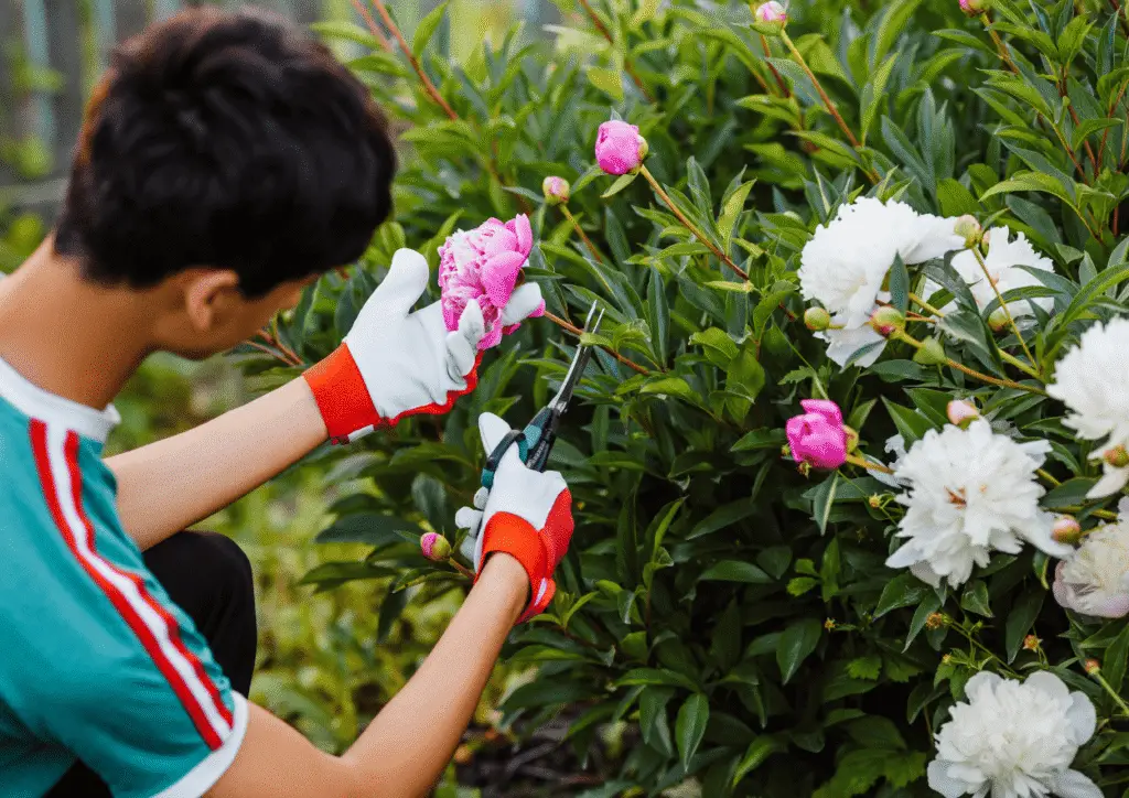 Plantes du jardin : choix, maladies et traitements