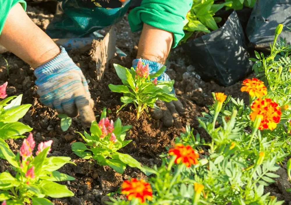 Gros plan sur les mains d'un jardinier plantant une jeune pousse - gestes essentiels pour cultiver et entretenir les plantes du jardin