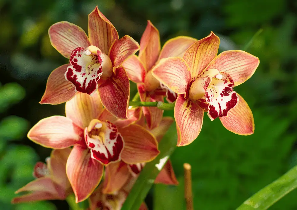 Orchidée en pleine floraison - exemple emblématique de plante d'intérieur à cultiver et entretenir