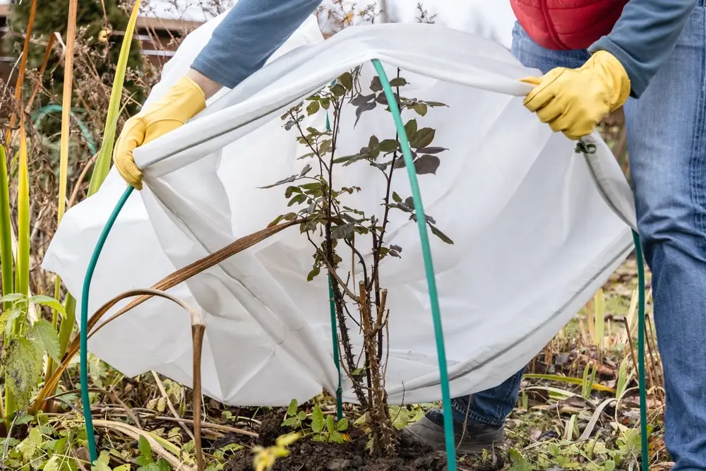 Voile d'hivernage protégeant les végétaux du gel et taille d'un rosier en hiver