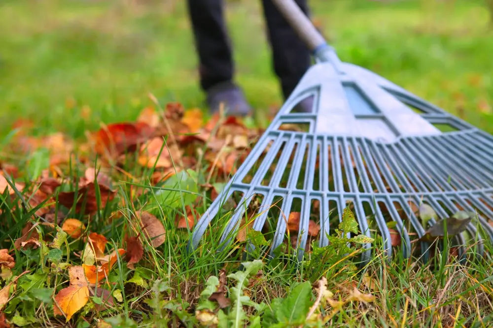Ramassage des feuilles mortes et plantation d'arbustes en automne, la saison stratégique du jardin