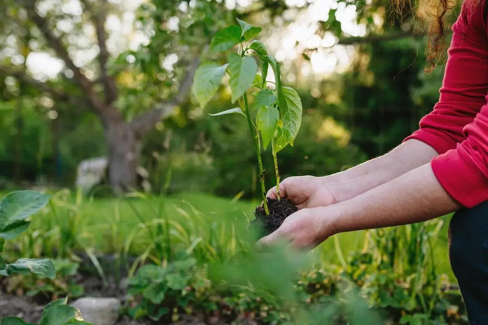 Semis de printemps en godets et plantation au potager après les Saints de Glace