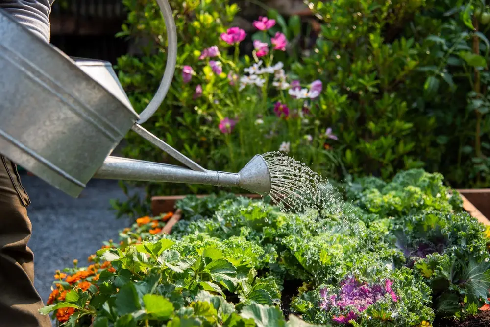 Arrosage matinal du jardin en été et récolte de tomates au potager