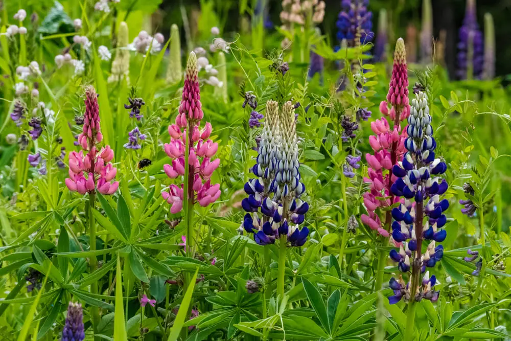 Lupin de Russell, plante verticale colorée du mixed border anglais