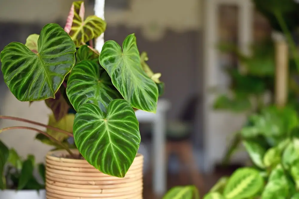 Philodendron, plante dépolluante grimpante ou érigée