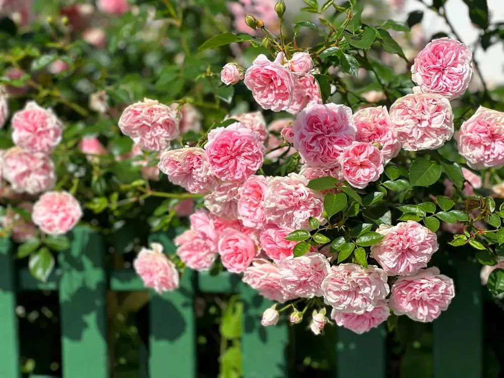 Rosier anglais David Austin, l'emblème absolu du jardin à l'anglaise