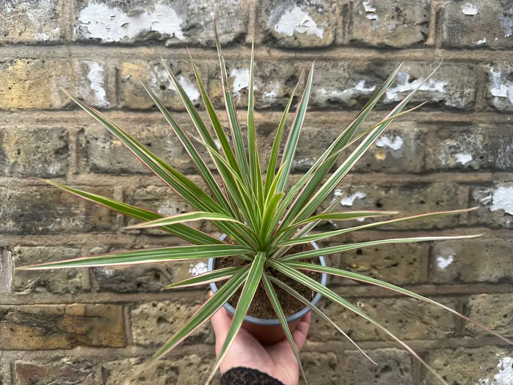 Dracaena marginata, plante dépolluante élancée pour intérieur