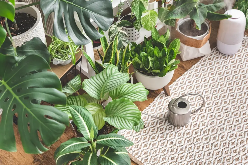 Composition de plantes dépolluantes pour purifier l'air intérieur d'une maison