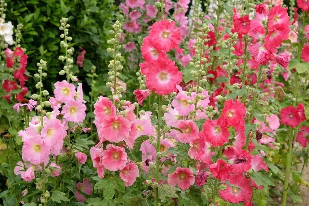 Rose trémière ou passe-rose, plante verticale majestueuse contre un mur