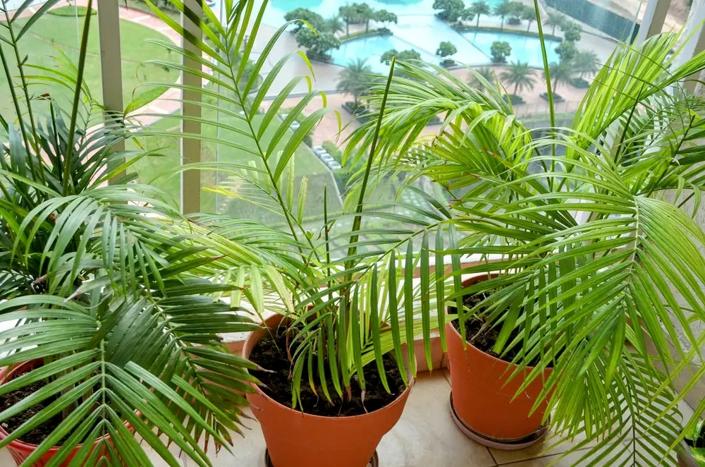 Palmier d'areca ou Dypsis lutescens, humidificateur naturel dépolluant