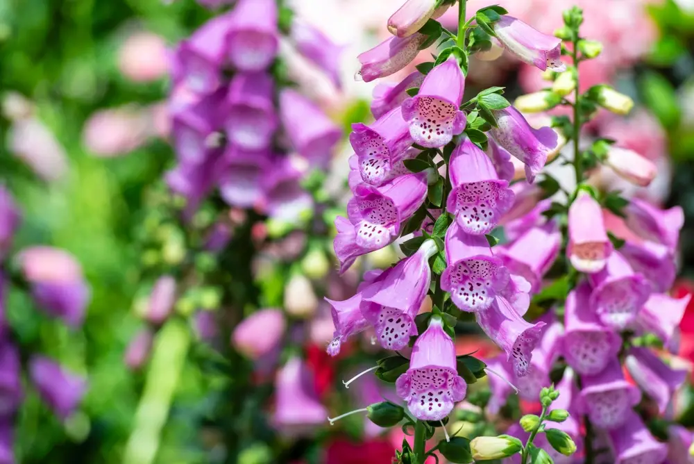 Digitale pourpre ou Foxglove, plante bisannuelle iconique du jardin anglais